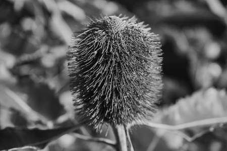 Banksia is a genus of around 170 species in the plant family Proteaceae. These Australian wildflowers and popular garden plants are easily recognised by their characteristic flower spikes and fruitingの写真素材