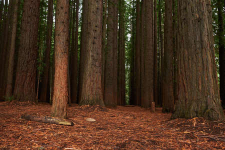 Cement Creek Redwood Forest (Yarra Ranges National Park)