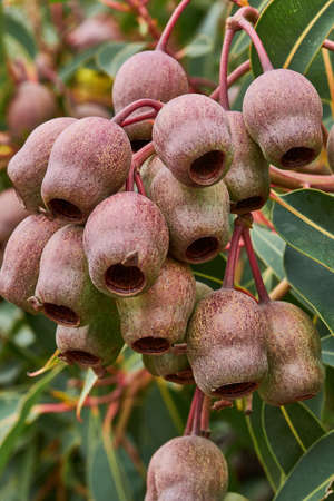 Gum Nuts come from Eucalyptus tree's and are native to Australia, and every state and territory has...
