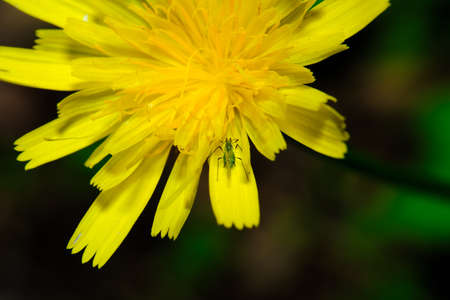 Bee  Collecting Pollen From a Common Dandelion Flower,