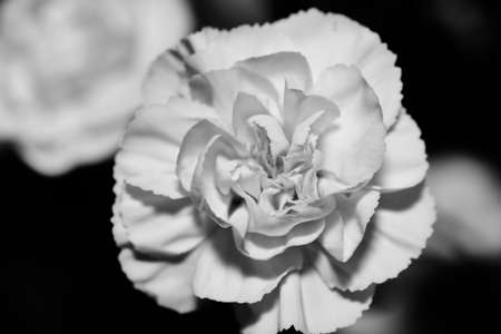 Camellia japonica, known as common camellia, Japanese camellia, or tsubaki in Japanese, is one of the best known species of the genus Camellia. Sometimes called the rose of winter, it belongs to theの写真素材