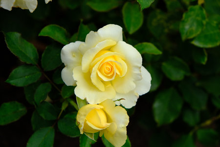 Multiflora Rose. Rosa multiflora is a species of rose known commonly as multiflora rose, baby rose, Japanese rose, many-flowered rose, seven-sisters rose, Eijitsu rose and rambler rose. It is native tの写真素材