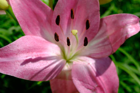 Lily, Lilium is a genus of herbaceous flowering plants growing from bulbs, all with large prominent flowersの写真素材