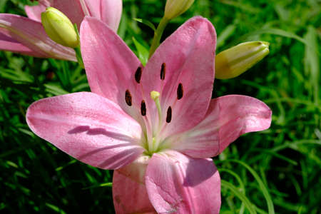Lily, Lilium is a genus of herbaceous flowering plants growing from bulbs, all with large prominent flowersの写真素材