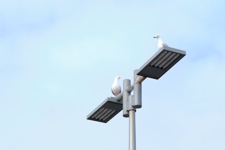 Mornington, Victoria, Australia 06/08/2020 A Great Day Out For Everyone On The Morning Peninsula Jetty As The Government Eases Corona Virus Restrictionsの写真素材