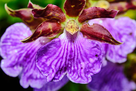 Orchids in the genus Phalaenopsis are monopodial epiphytic, sometimes lithophytic herbs with long, coarse roots and short leafy stems hidden by overlapping leaf bases. The leaves are usually arrangedの写真素材