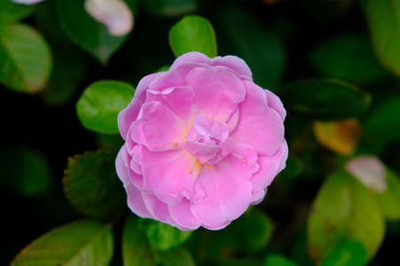Camellia japonica, known as common camellia, Japanese camellia, or tsubaki in Japanese, is one of the best known species of the genus Camellia. Sometimes called the rose of winter, it belongs to theの写真素材