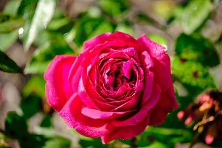 A rose is a woody perennial flowering plant of the genus Rosa, in the family Rosaceae. They form a group of plants that can be erect shrubs, climbing, or trailing, with stems that are often armed.の写真素材