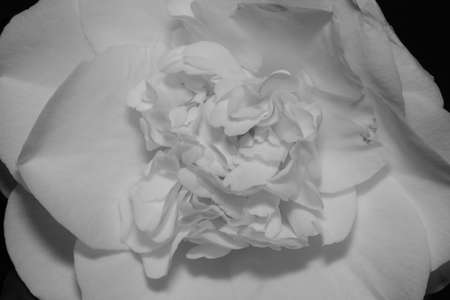 Camellia japonica, known as common camellia, Japanese camellia, or tsubaki in Japanese, is one of the best known species of the genus Camellia. Sometimes called the rose of winter, it belongs to theの写真素材