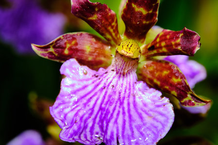 Orchids in the genus Phalaenopsis are monopodial epiphytic, sometimes lithophytic herbs with long, coarse roots and short leafy stems hidden by overlapping leaf bases. The leaves are usually arrangedの写真素材