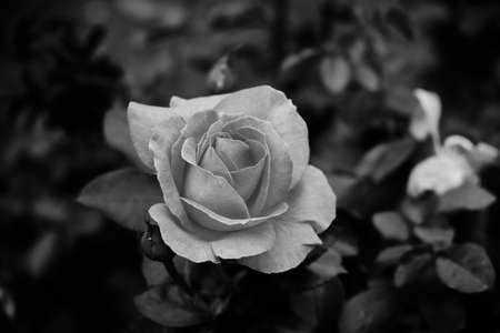 A rose is a woody perennial flowering plant of the genus Rosa, in the family Rosaceae. They form a group of plants that can be erect shrubs, climbing, or trailing, with stems that are often armed.の写真素材