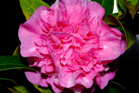 Camellia japonica, known as common camellia, Japanese camellia, or tsubaki in Japanese, is one of the best known species of the genus Camellia. Sometimes called the rose of winter, it belongs to theの写真素材