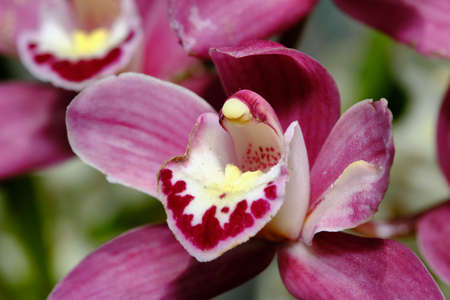 Orchids in the genus Phalaenopsis are monopodial epiphytic, sometimes lithophytic herbs with long, coarse roots and short leafy stems hidden by overlapping leaf bases. The leaves are usually arrangedの写真素材