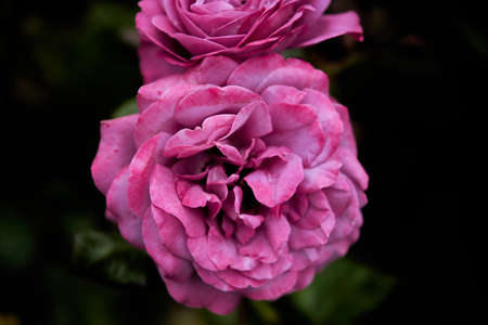 A rose is a woody perennial flowering plant of the genus Rosa, in the family Rosaceae. They form a group of plants that can be erect shrubs, climbing, or trailing, with stems that are often armed.の写真素材