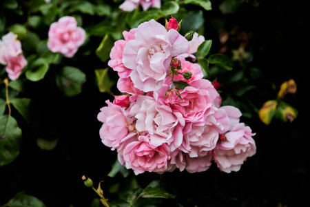 English roses are among the most popular with home gardeners. These hybrid shrubs or climbers combine the full-petaled flower form and intense fragrance of old roses with the wider color rangeの写真素材