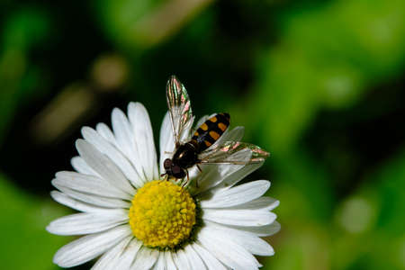 Hover flies are also called flower flies because they are commonly seen during warmer months hovering among flowers, feeding and mating. They pollinate many plants and help keep aphids under control.の写真素材