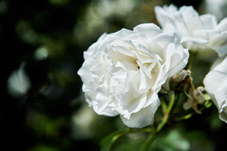 English roses are among the most popular with home gardeners. These hybrid shrubs or climbers combine the full-petaled flower form and intense fragrance of old roses with the wider color rangeの写真素材