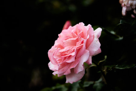English roses are among the most popular with home gardeners. These hybrid shrubs or climbers combine the full-petaled flower form and intense fragrance of old roses with the wider color rangeの写真素材