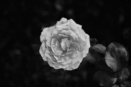 A rose is a woody perennial flowering plant of the genus Rosa, in the family Rosaceae. They form a group of plants that can be erect shrubs, climbing, or trailing, with stems that are often armed.の写真素材