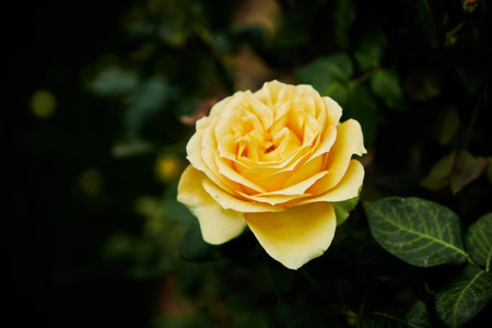 A rose is a woody perennial flowering plant of the genus Rosa, in the family Rosaceae. They form a group of plants that can be erect shrubs, climbing, or trailing, with stems that are often armed.の写真素材