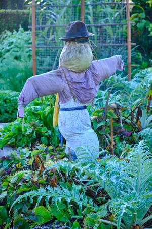 A woman gardener in a hat and apron is working in the garden.の写真素材