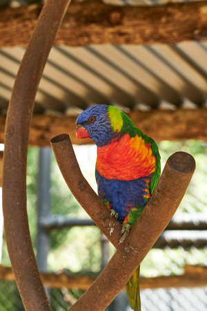 Rainbow Lorikeet sitting on a branch in a cage.
