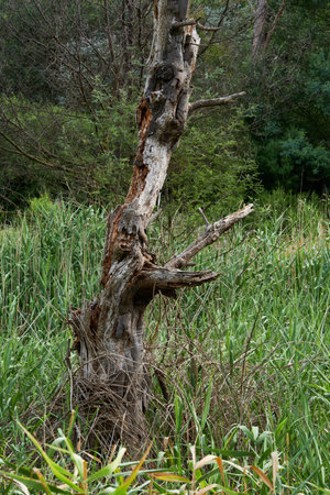 A Close Up Image Of The Bark Of Australian Native Tree'sの写真素材