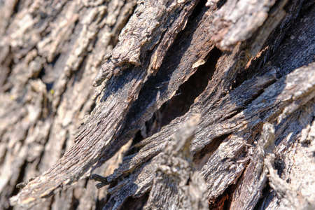 A Close Up Image Of The Bark Of Australian Native Tree'sの写真素材