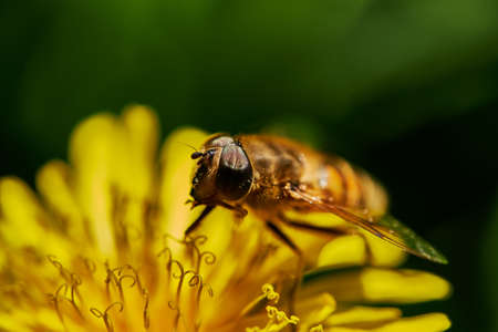 Hoverfly on a dandelion flower. Macro photography.