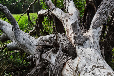 A Close Up Image Of The Bark Of Australian Native Tree'sの写真素材