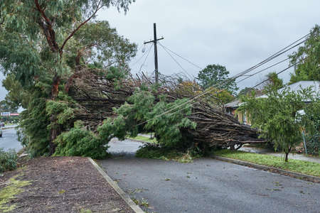 Thousands Of Fallen Trees After The Recent Violent Storm In Melbourne's Dandenong Rangesの写真素材