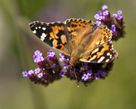 Delicate Flowers With Brown Butterflyの写真素材