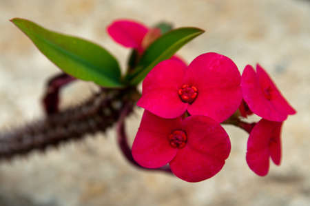 Red Cactus Flower With Diffused Backgroundの写真素材
