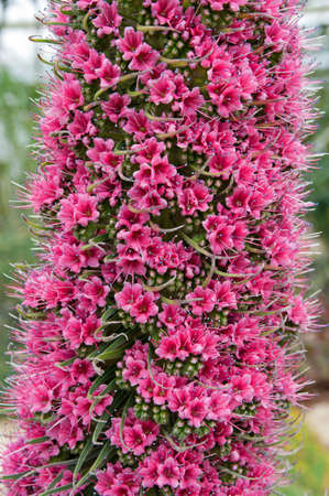 Many Small Pink Flowers on Green Stemの写真素材