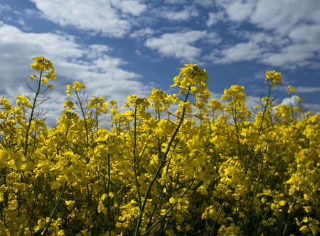Close up of rape seed field with blue sky and clouds above, differential focusの写真素材