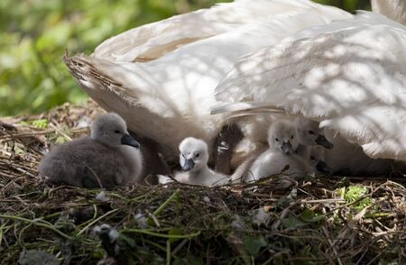 Female swan on nest with group of five cygnetsの写真素材