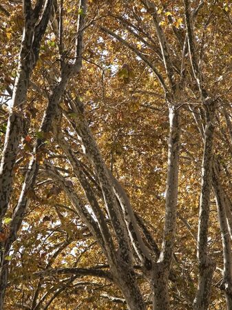 Plane trees forming a canopy of autumn leaves, Rome