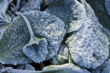 Elephant's Ears plant, Philodendron domesticumの写真素材