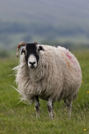 Single sheep in moorland field, standing and looking at cameraの写真素材