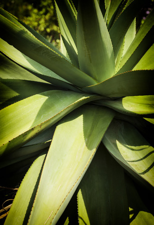 Little Karoo plant, closeupの写真素材