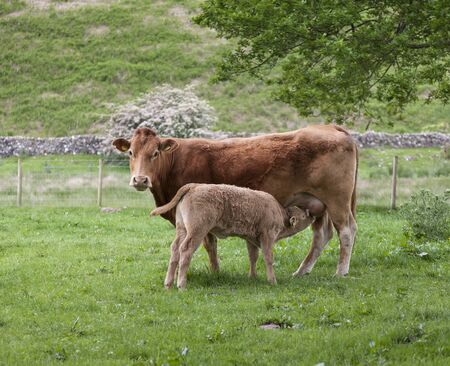Brown cow in field with calf sucklingの写真素材