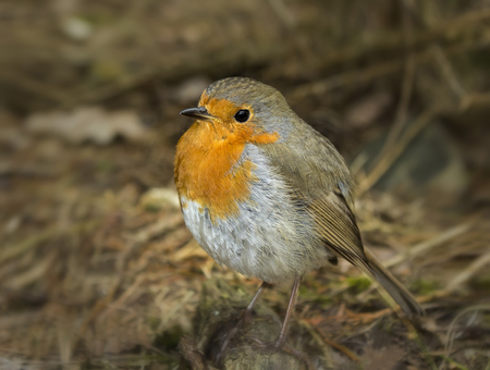 Robin on ground vegetation