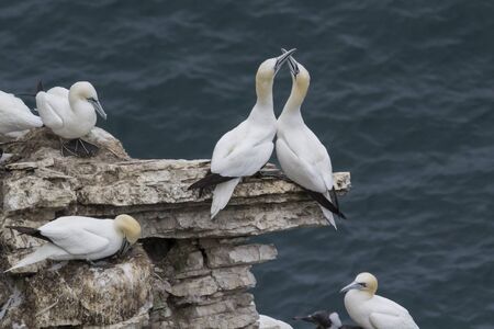 Pair of Gannets in nesting colony exhibiting courtship behaviourの写真素材