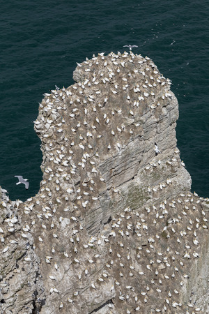 Large group of Gannets nesting on rock outcropの写真素材