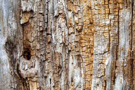 Inside a dead tree trunk split open and weatheredの写真素材