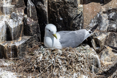 kittiwake seabird larus tridactyla sitting on its nest at a colony in the farne islandsの写真素材