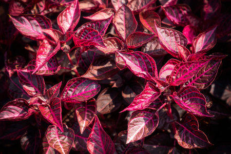 close up of red and purple leaves of iresine herbstii or bloodleaf plant in sunshineの写真素材