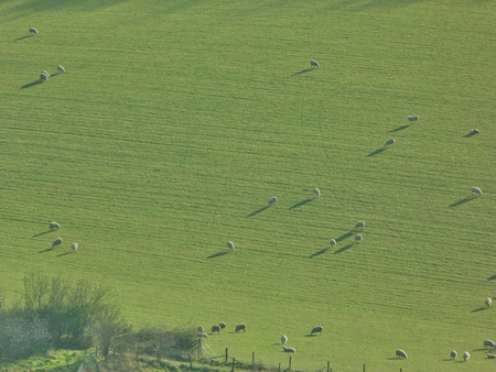 Sheep on a hillsideの写真素材