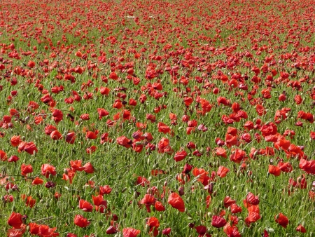 Field of Poppies in the evenig sun の写真素材