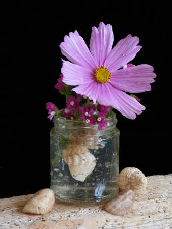 Cosmos and Staticeの写真素材